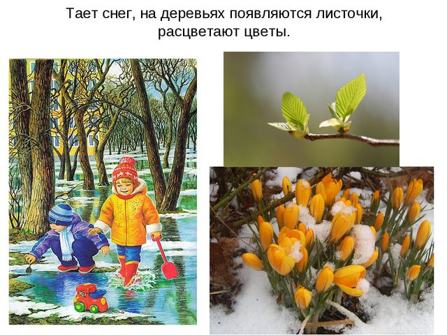 Животные весной. Презентация для 2 младшей группы