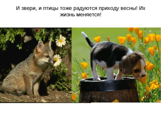 Животные весной. Презентация для 2 младшей группы