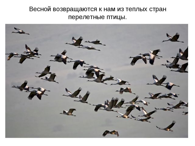 Животные весной. Презентация для 2 младшей группы