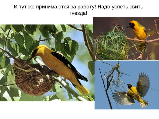 Животные весной. Презентация для 2 младшей группы