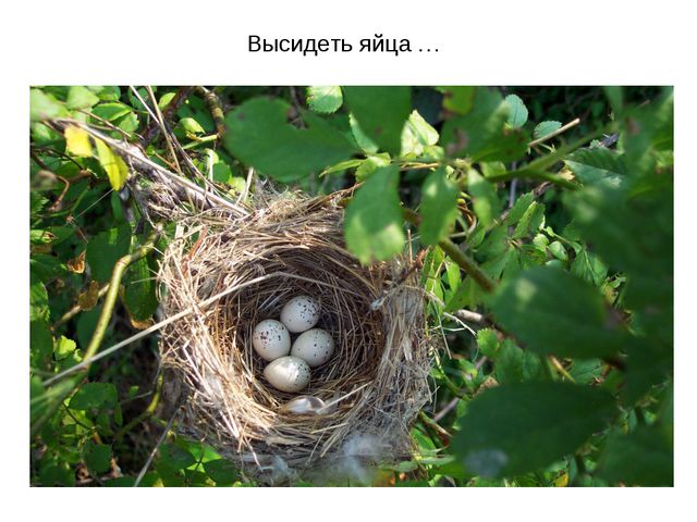 Животные весной. Презентация для 2 младшей группы