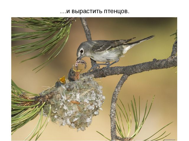 Животные весной. Презентация для 2 младшей группы