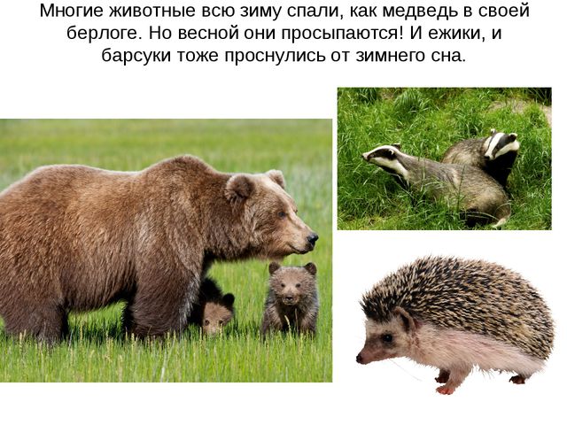 Животные весной. Презентация для 2 младшей группы