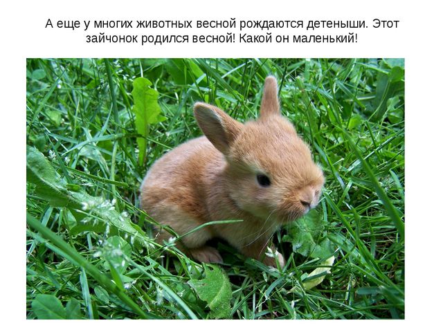 Животные весной. Презентация для 2 младшей группы