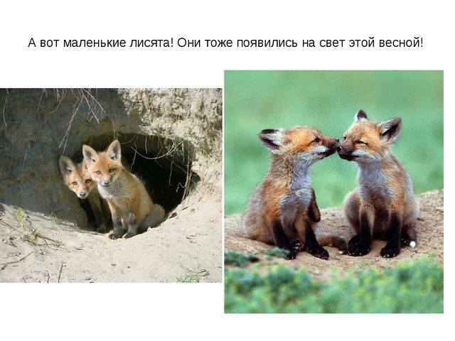 Животные весной. Презентация для 2 младшей группы