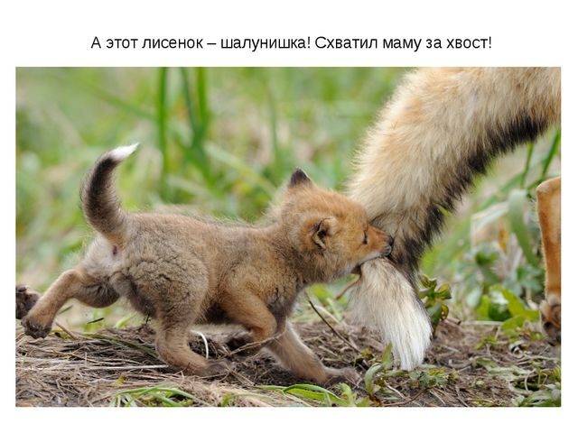 Животные весной. Презентация для 2 младшей группы