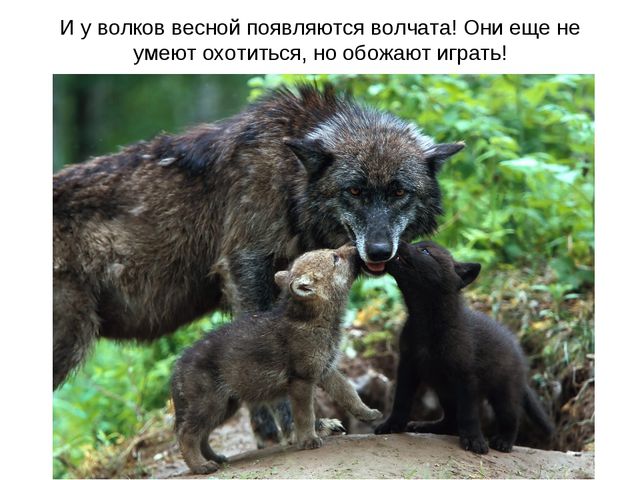 Животные весной. Презентация для 2 младшей группы