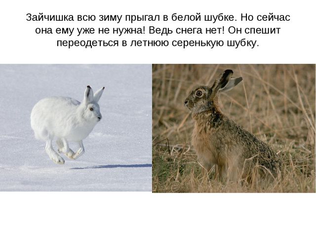 Животные весной. Презентация для 2 младшей группы