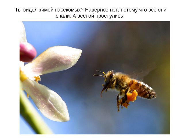 Животные весной. Презентация для 2 младшей группы