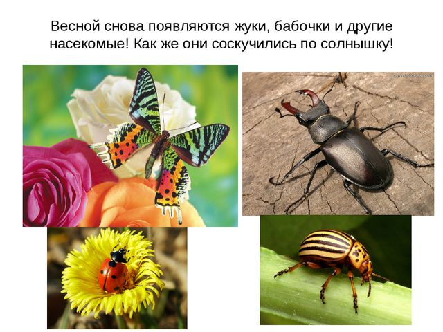 Животные весной. Презентация для 2 младшей группы