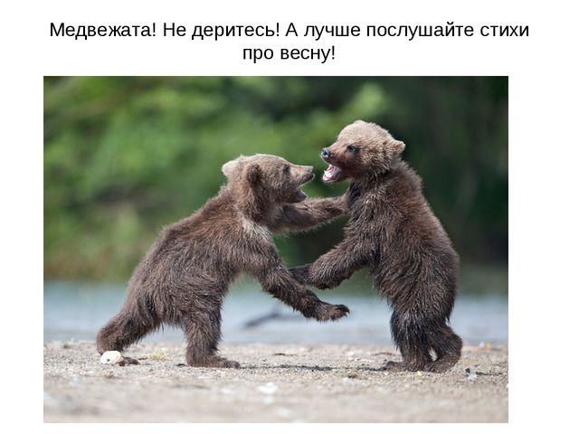 Животные весной. Презентация для 2 младшей группы