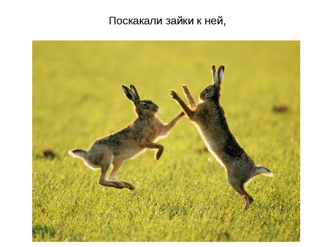 Животные весной. Презентация для 2 младшей группы