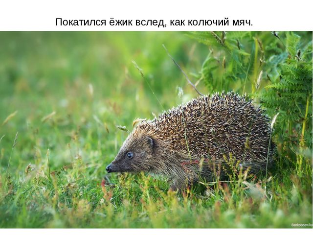 Животные весной. Презентация для 2 младшей группы