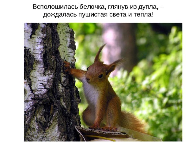 Животные весной. Презентация для 2 младшей группы