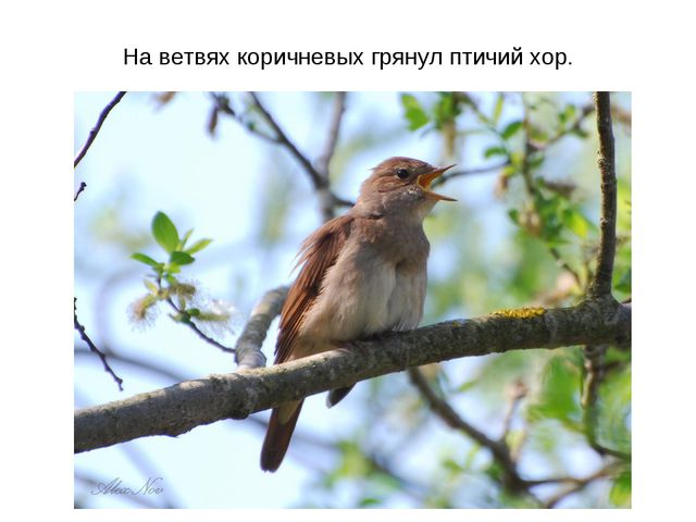 Животные весной. Презентация для 2 младшей группы