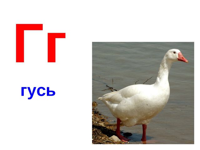 Алфавит в картинках