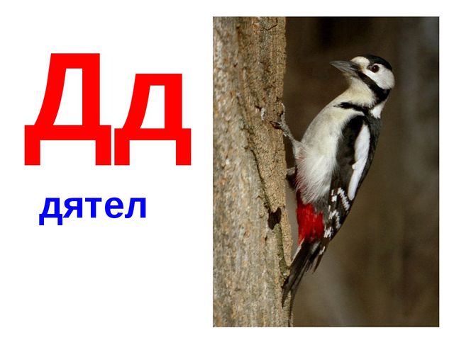 Алфавит в картинках