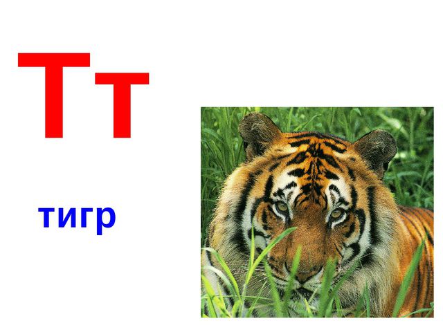 Алфавит в картинках