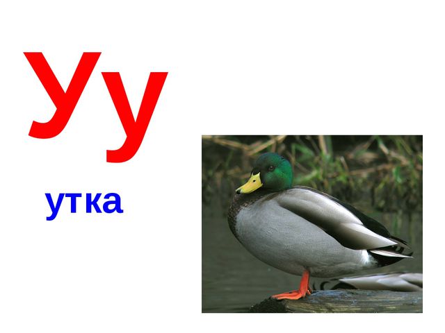 Алфавит в картинках