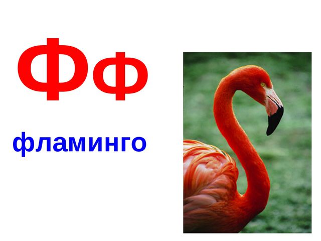 Алфавит в картинках