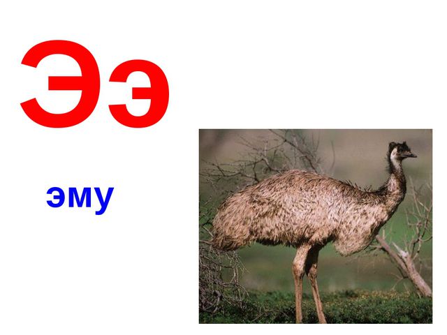 Алфавит в картинках
