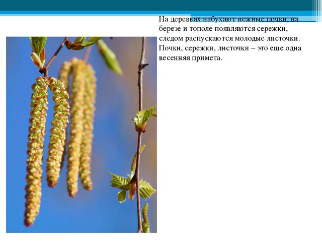 Приметы весны. Презентация для детей