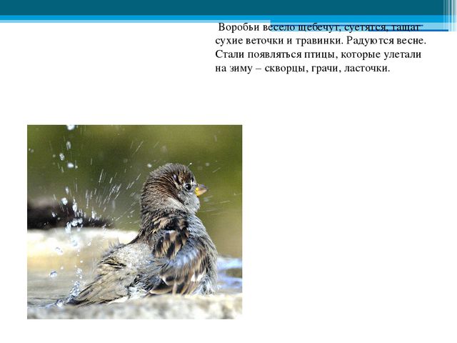 Приметы весны. Презентация для детей