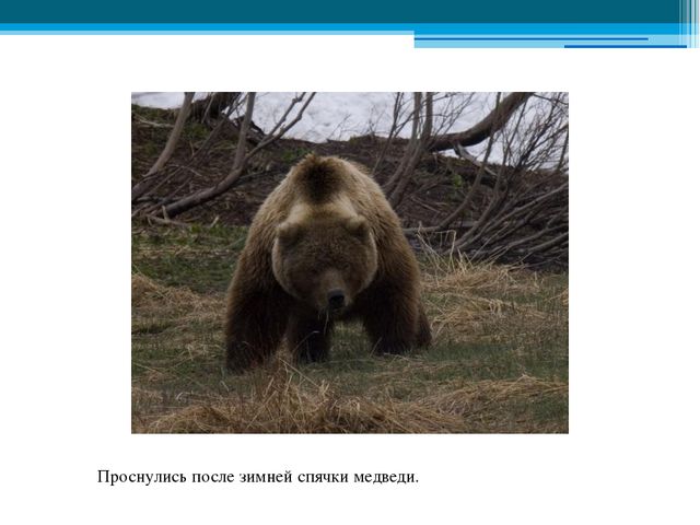 Приметы весны. Презентация для детей