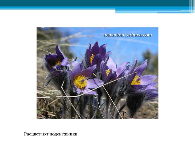 Приметы весны. Презентация для детей