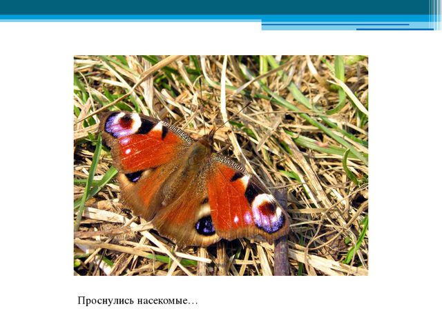 Приметы весны. Презентация для детей