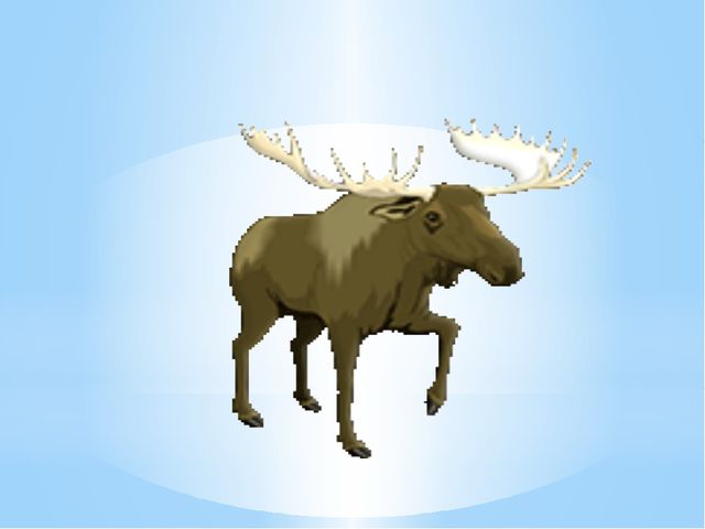 Загадки о диких животных нашего края