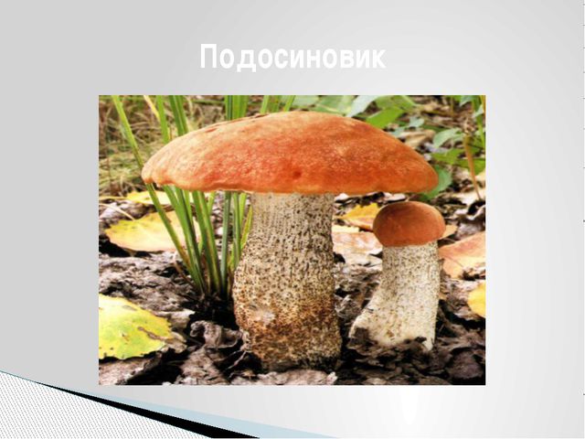 Грибы. Презентация для детей дошкольного возраста