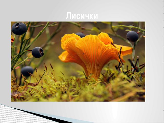 Грибы. Презентация для детей дошкольного возраста