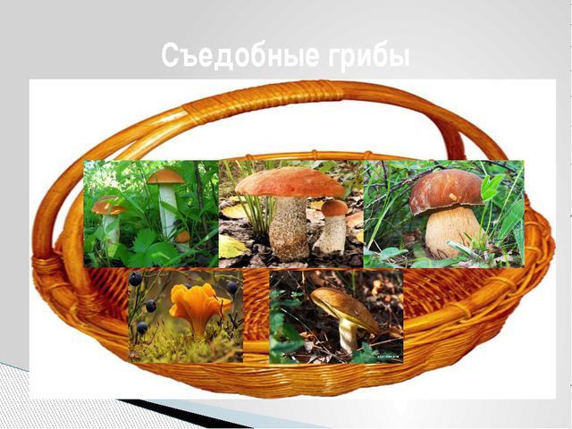 Грибы. Презентация для детей дошкольного возраста
