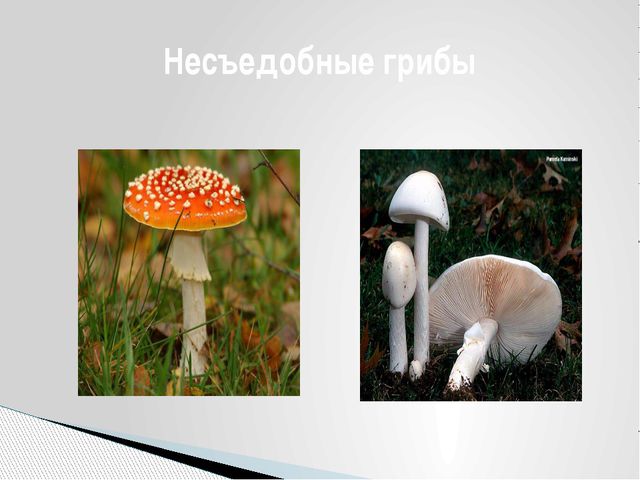 Грибы. Презентация для детей дошкольного возраста