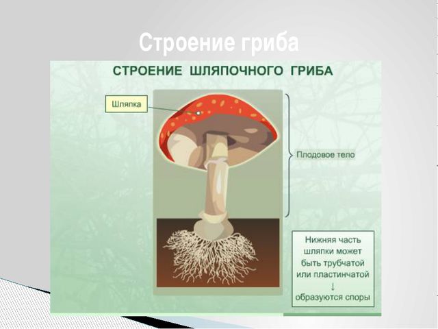 Грибы. Презентация для детей дошкольного возраста