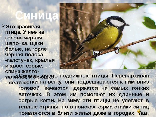 Зимующие птицы. Презентация