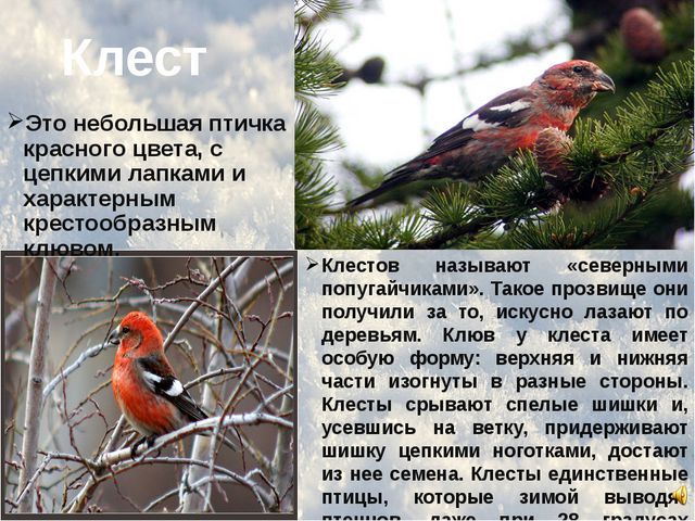 Зимующие птицы. Презентация