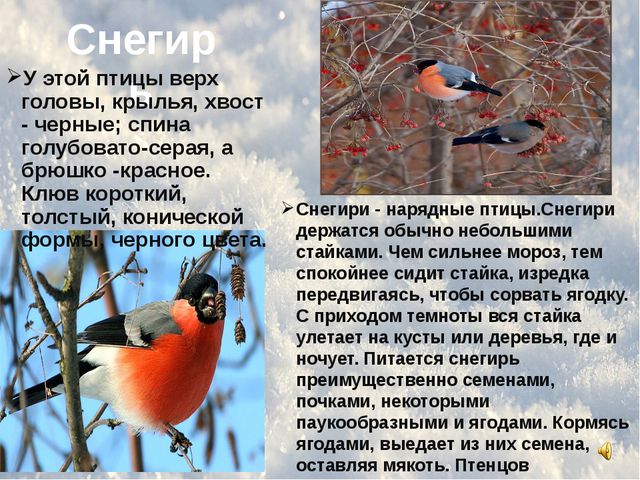 Зимующие птицы. Презентация