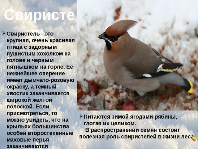 Зимующие птицы. Презентация
