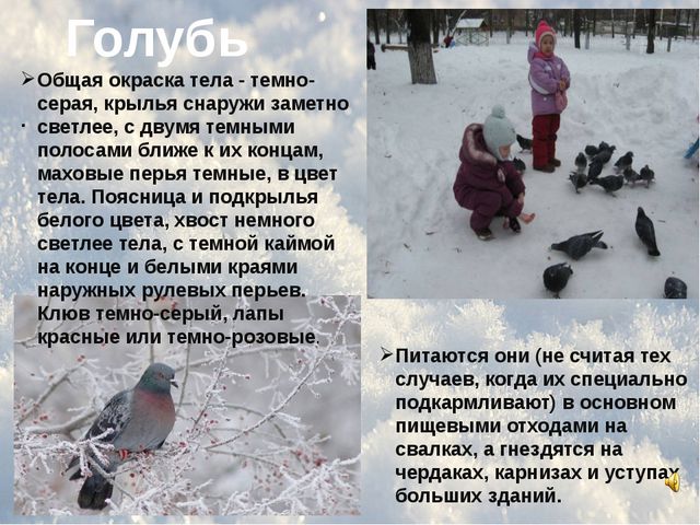 Зимующие птицы. Презентация