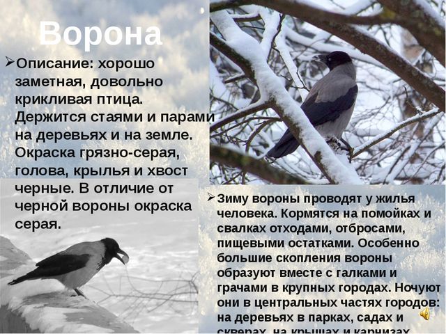 Зимующие птицы. Презентация
