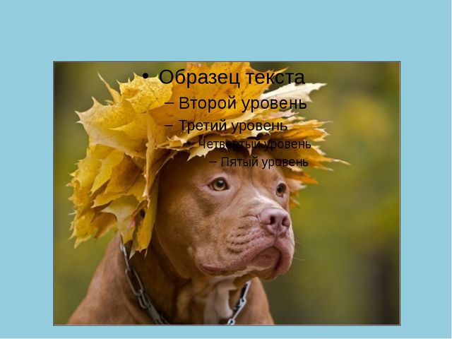 Золотая Осень. Презентация по ознакомлению с окружающим миром