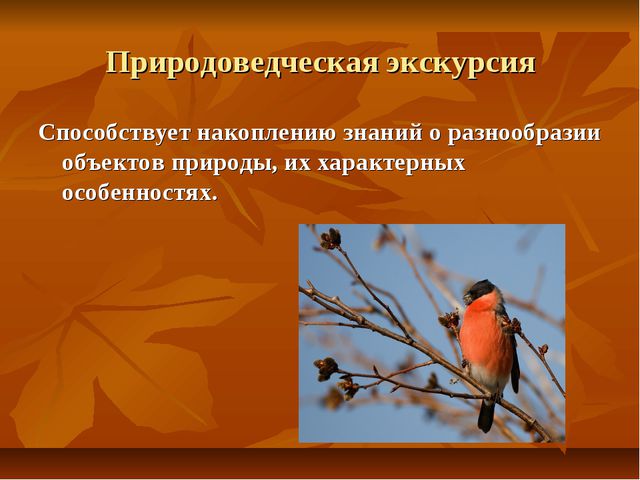 Экскурсии как форма организации экологической работы с детьми дошкольного возраста