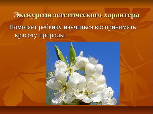 Экскурсии как форма организации экологической работы с детьми дошкольного возраста
