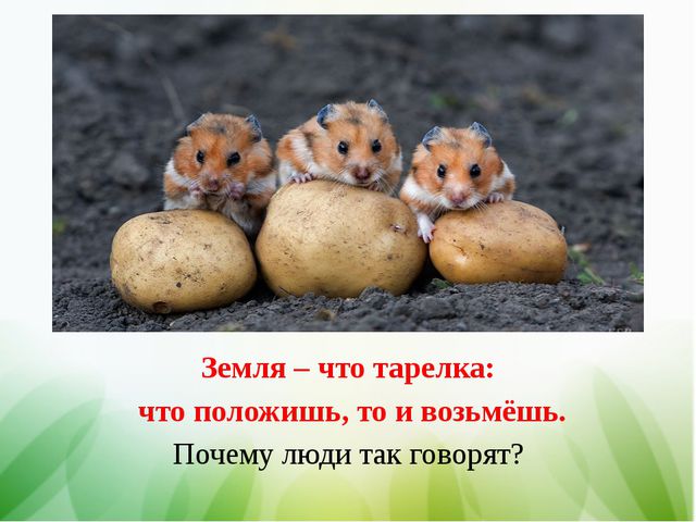 Труд людей весной, старшим дошкольникам