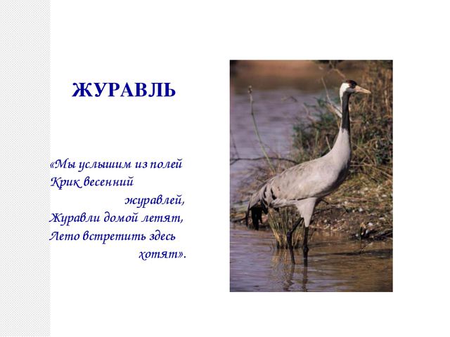 Птицы нашего края. Презентация по познавательному развитию