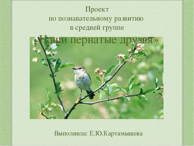 Наши пернатые друзья. Проектная деятельность в средней группе