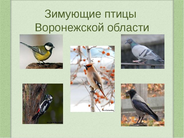 Наши пернатые друзья. Проектная деятельность в средней группе