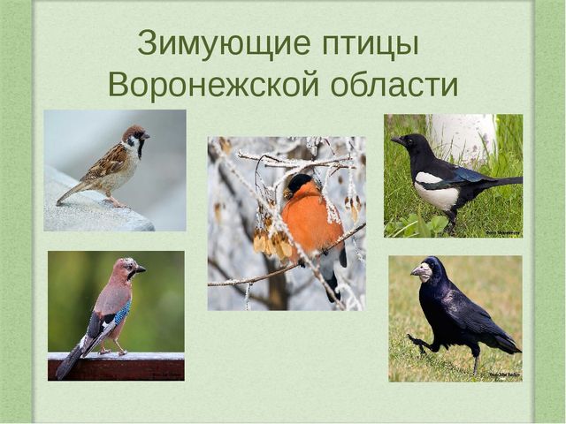 Наши пернатые друзья. Проектная деятельность в средней группе
